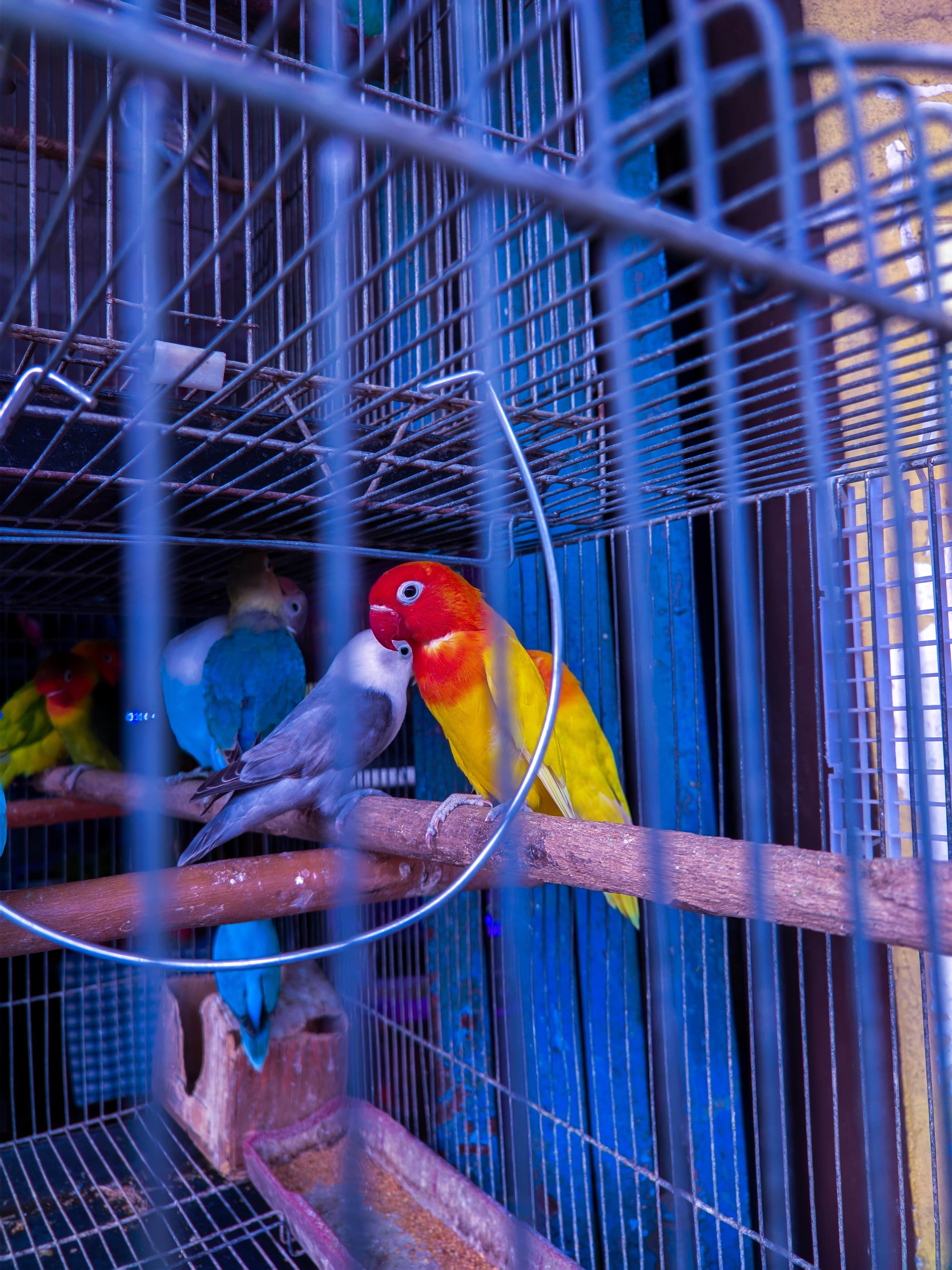 Parrots